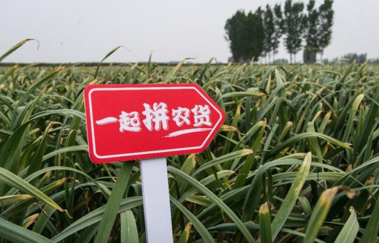 專家熱議拼多多引領電商西進：打通物流“堵點”，激發西部市場潛力